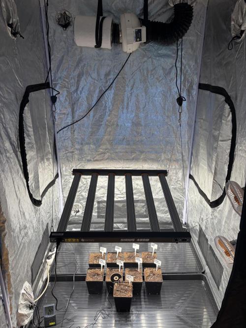 Barney’s X Doja cali grow 🔥. Week 1