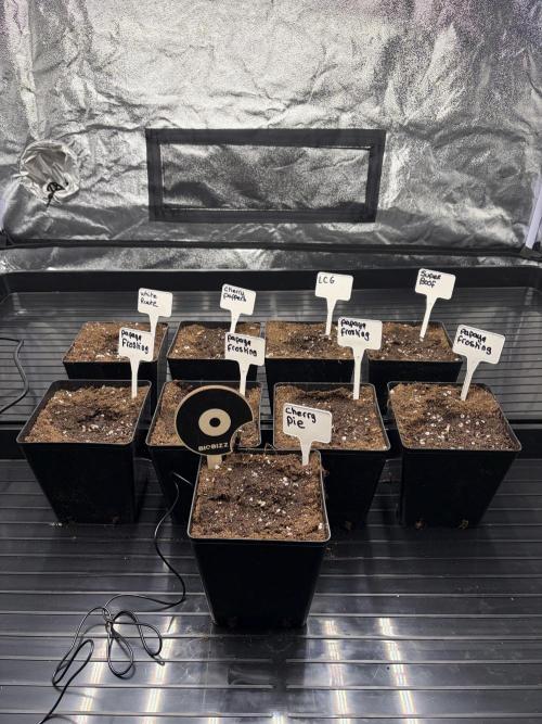 Barney’s X Doja cali grow 🔥. Week 1