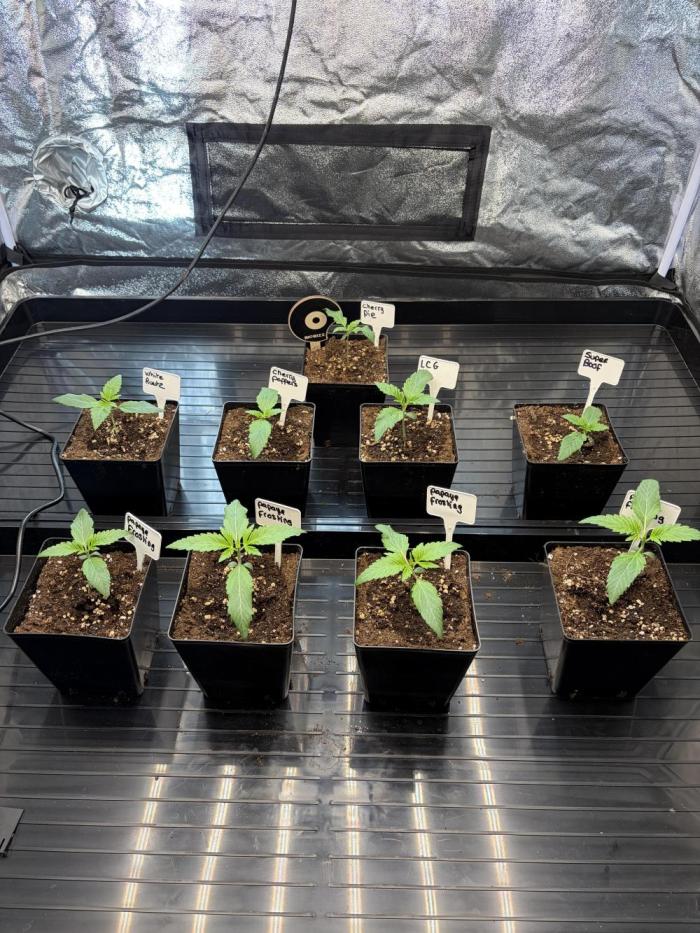 Contemporary exotics 🍋. Week 3