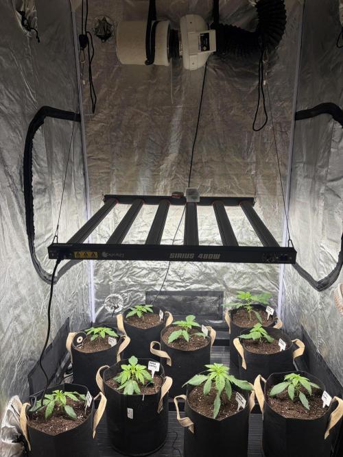 Contemporary exotics 🍋. Week 4