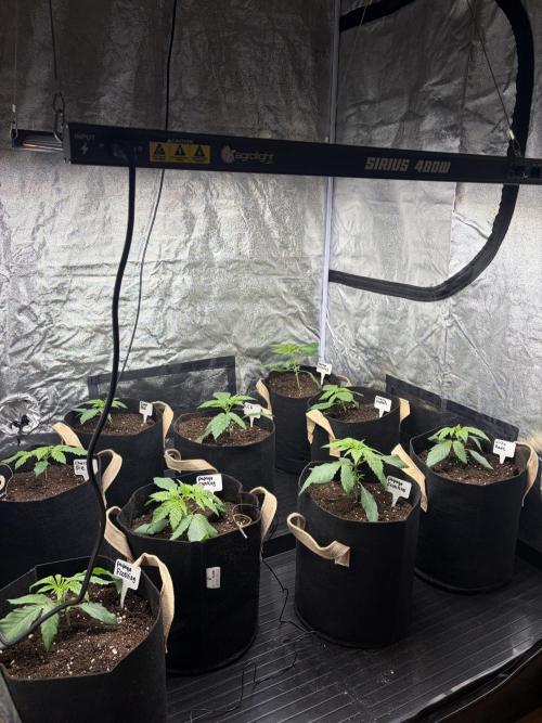 Contemporary exotics 🍋. Week 4