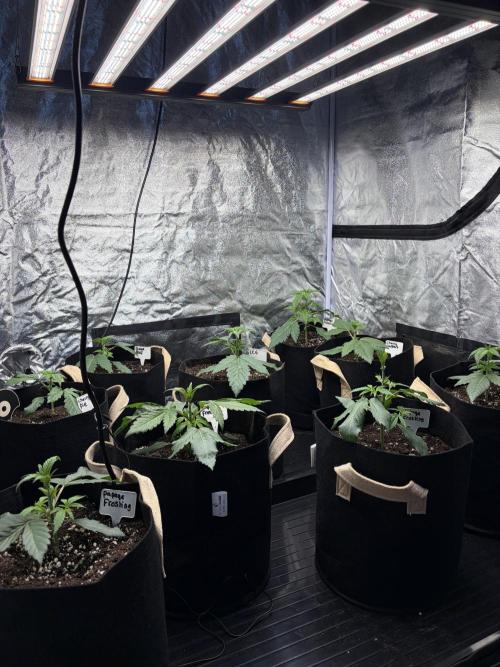 Contemporary exotics 🍋. Week 4