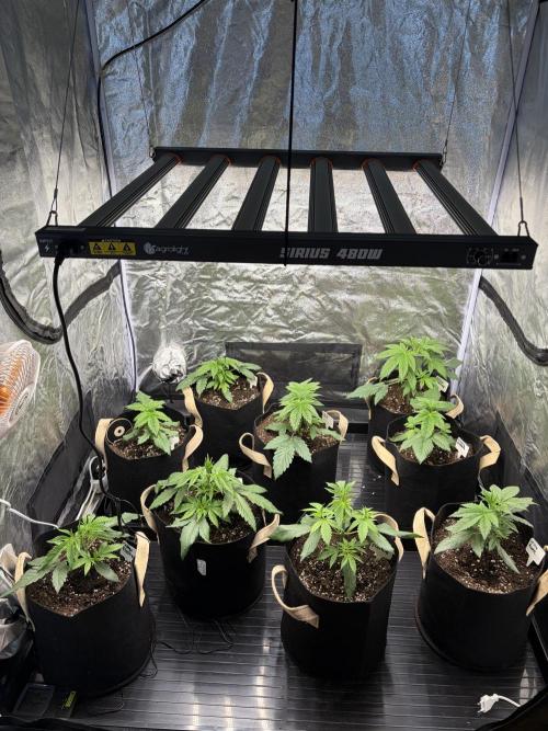 Contemporary exotics 🍋. Week 5