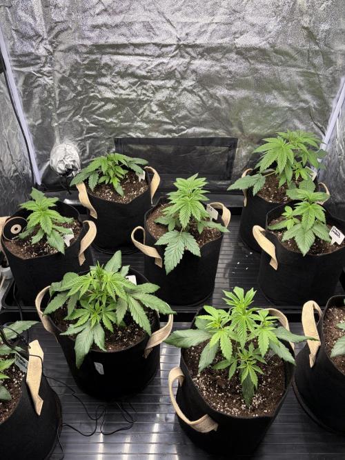 Contemporary exotics 🍋. Week 5