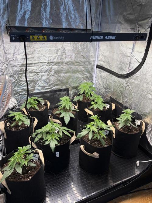 Contemporary exotics 🍋. Week 5