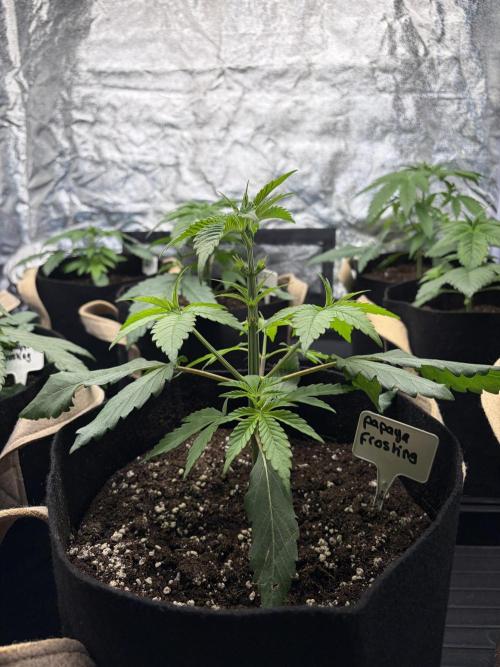 Contemporary exotics 🍋. Week 5