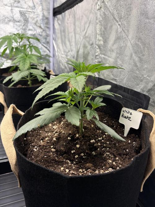 Contemporary exotics 🍋. Week 5