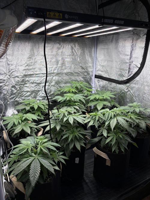 Contemporary exotics 🍋. Week 6
