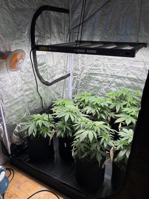 Contemporary exotics 🍋. Week 6