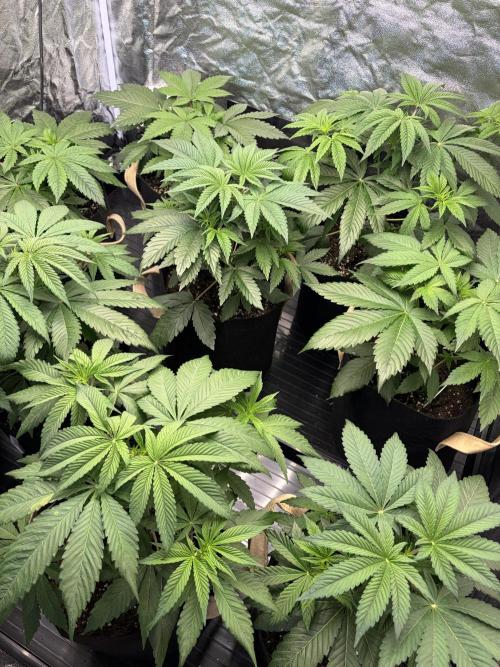 Contemporary exotics 🍋. Week 6