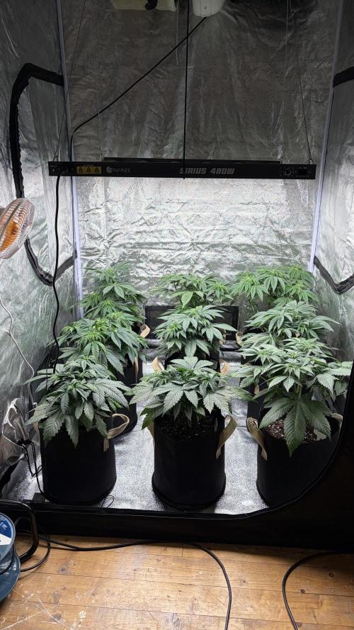 Contemporary exotics 🍋. Week 7
