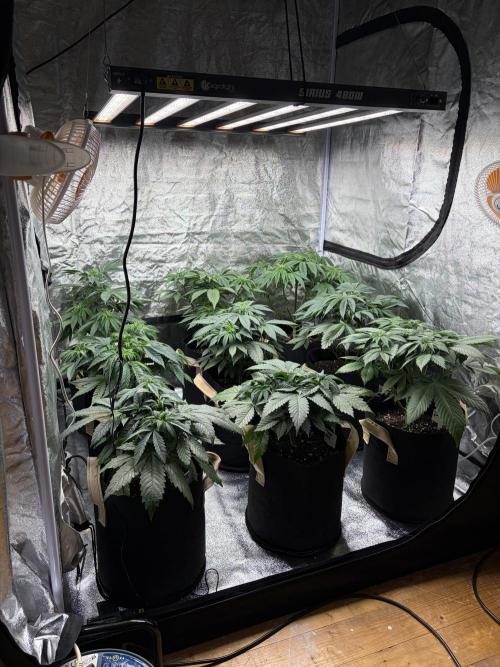 Contemporary exotics 🍋. Week 7