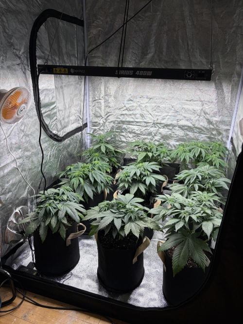 Contemporary exotics 🍋. Week 7