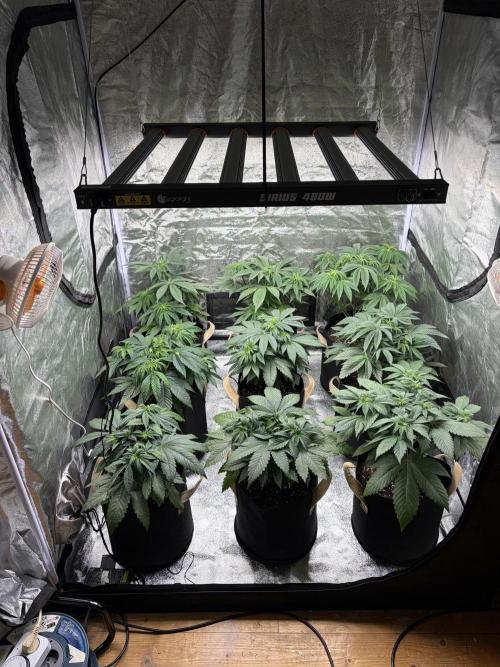 Contemporary exotics 🍋. Week 7