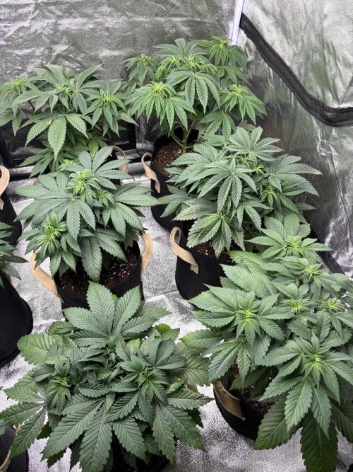 Contemporary exotics 🍋. Week 7