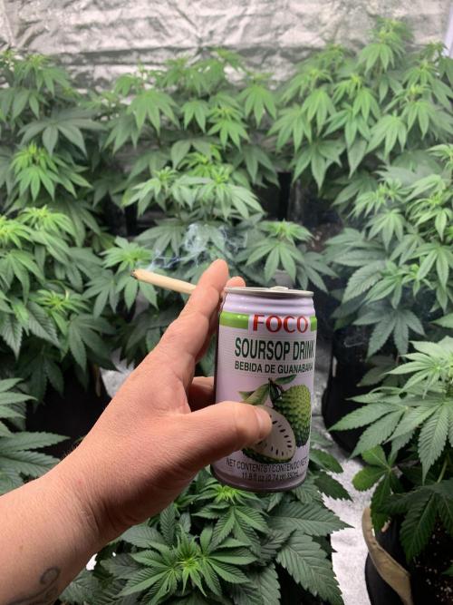 Contemporary exotics 🍋. Week 8
