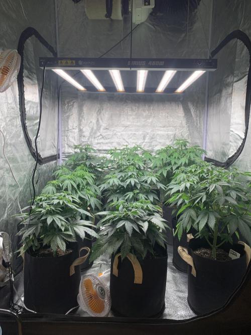 Contemporary exotics 🍋. Week 8