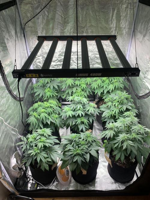 Contemporary exotics 🍋. Week 8