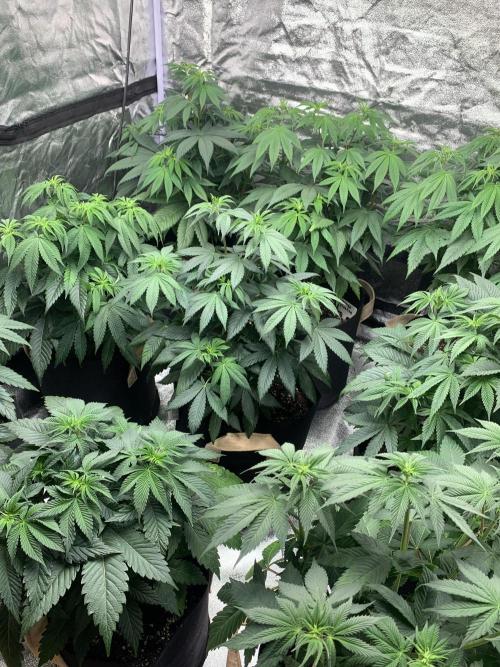 Contemporary exotics 🍋. Week 8