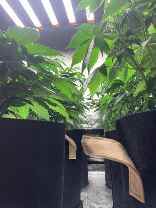 Contemporary exotics 🍋. Week 8
