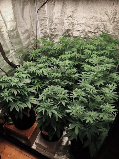Contemporary exotics 🍋. Week 9