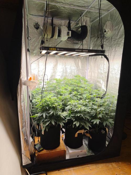 Contemporary exotics 🍋. Week 9