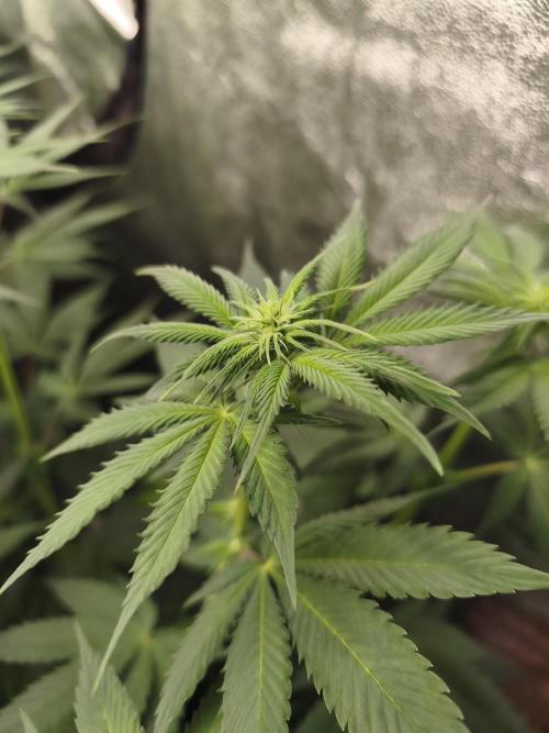 Contemporary exotics 🍋. Week 9