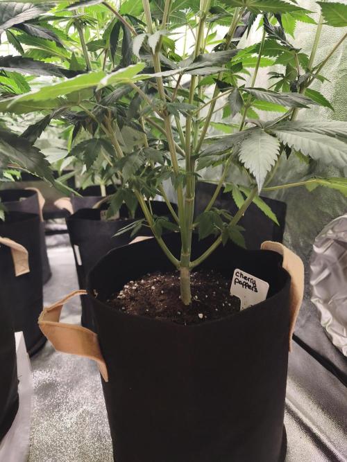 Contemporary exotics 🍋. Week 9