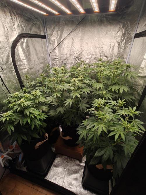 Contemporary exotics 🍋. Week 10
