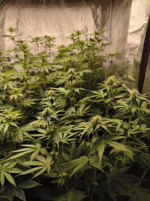 Contemporary exotics 🍋. Week 10