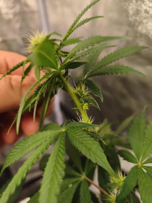 Contemporary exotics 🍋. Week 10