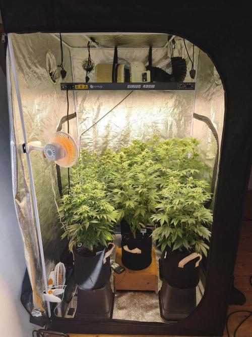 Contemporary exotics 🍋. Week 11