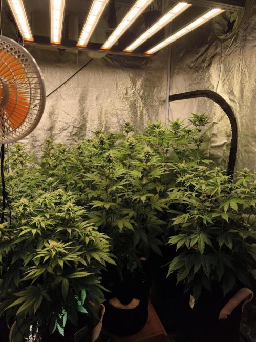 Contemporary exotics 🍋. Week 11