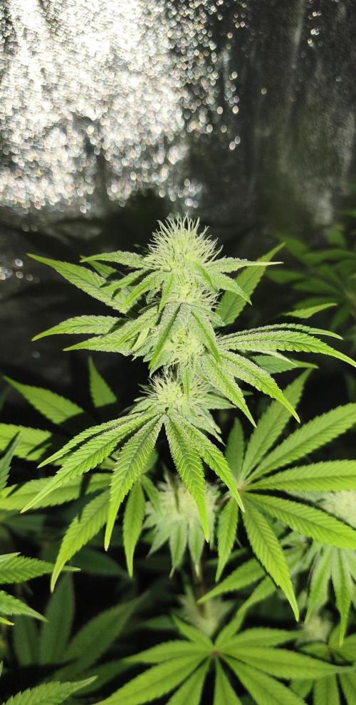 Contemporary exotics 🍋. Week 11 - Papaya frosting 
