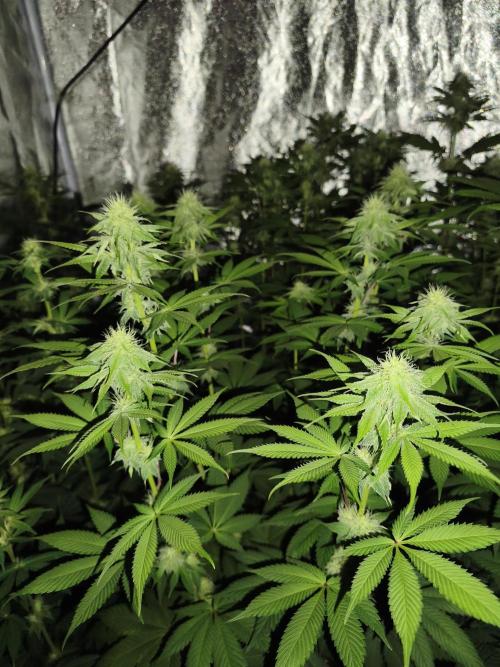 Contemporary exotics 🍋. Week 11