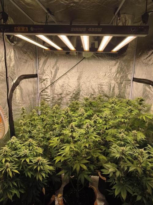 Contemporary exotics 🍋. Week 12