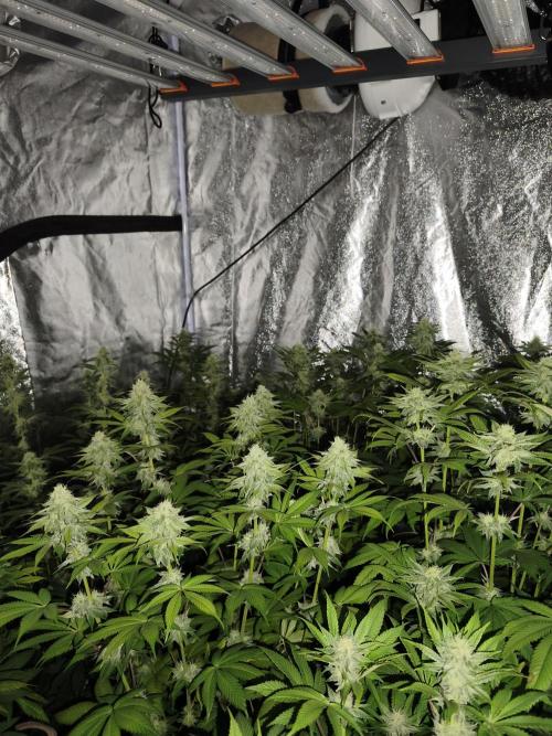 Contemporary exotics 🍋. Week 12