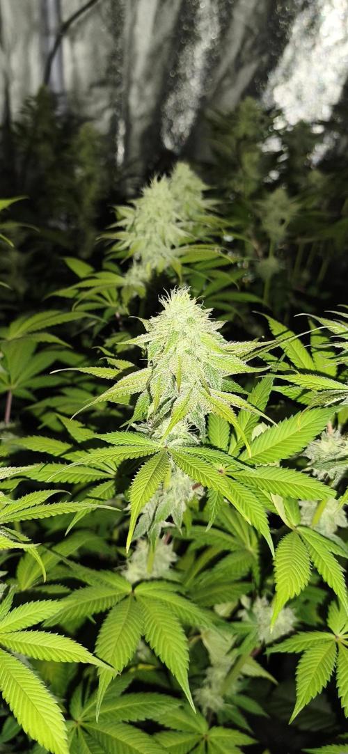 Contemporary exotics 🍋. Week 12 - Cherry poppers 🍒