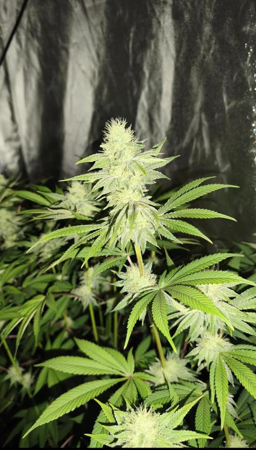 Contemporary exotics 🍋. Week 12 - Papaya frosting 