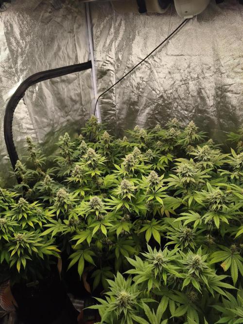 Contemporary exotics 🍋. Week 13