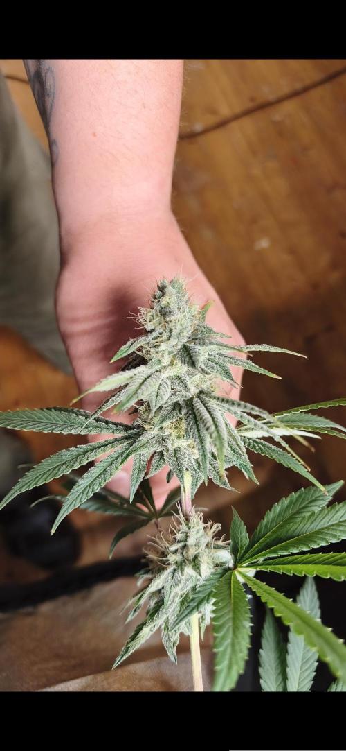 Contemporary exotics 🍋. Week 13