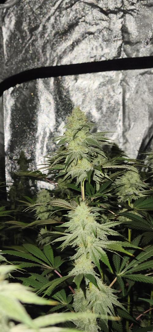 Contemporary exotics 🍋. Week 13