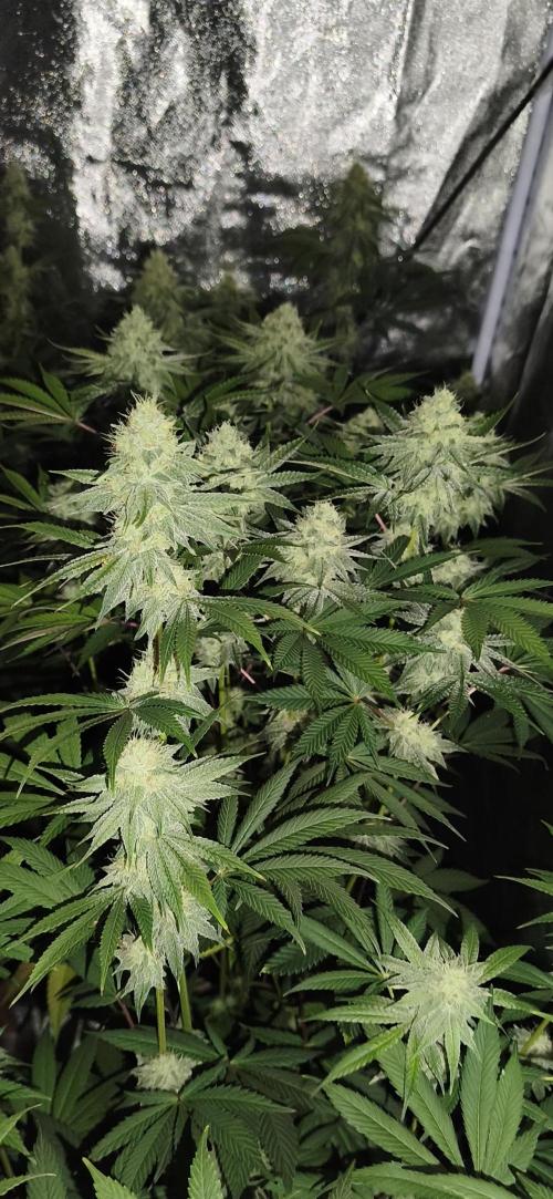 Contemporary exotics 🍋. Week 13