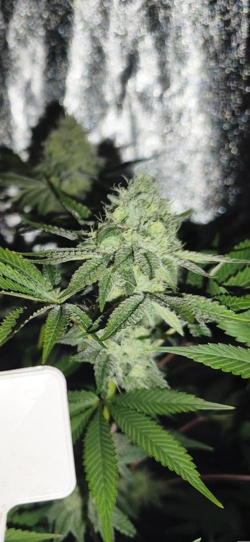 Contemporary exotics 🍋. Week 13