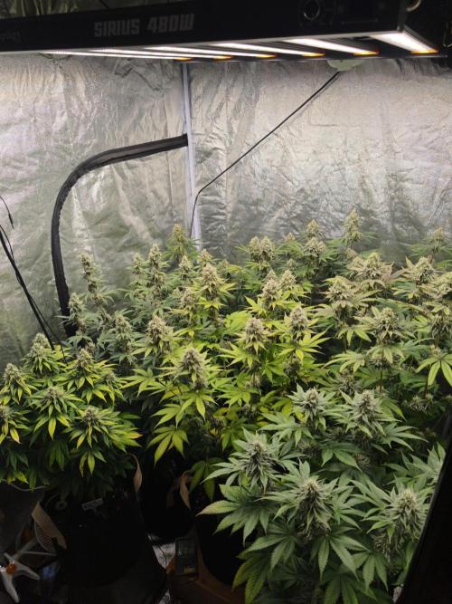 Contemporary exotics 🍋. Week 14