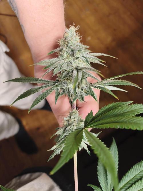 Contemporary exotics 🍋. Week 14