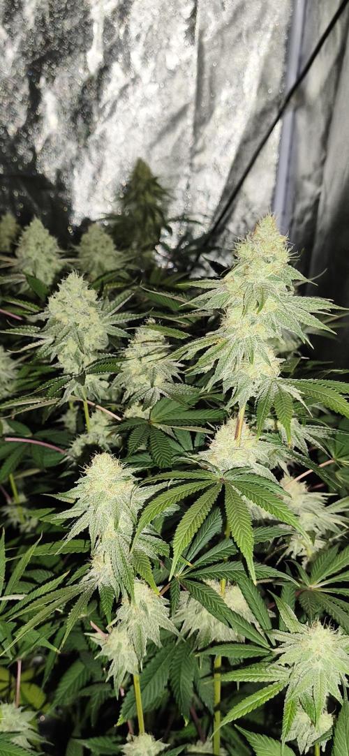 Contemporary exotics 🍋. Week 14