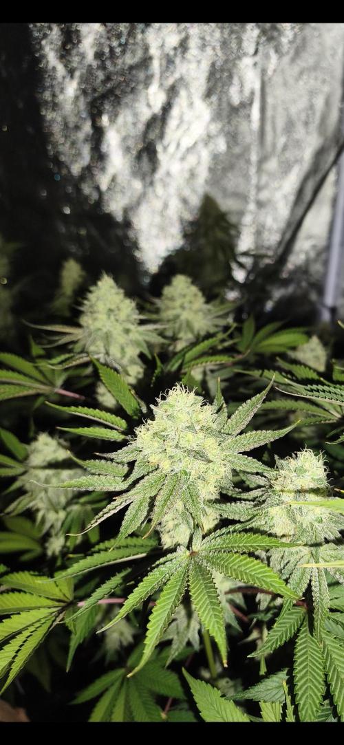 Contemporary exotics 🍋. Week 14