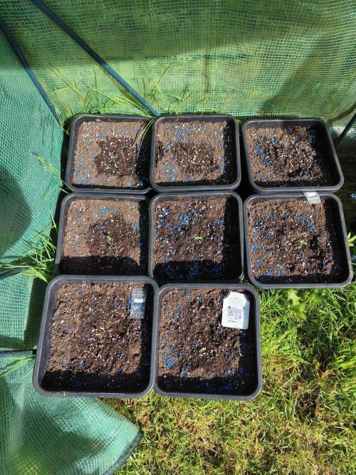 Fast buds outdoor competition 2026 🌱. Week 2