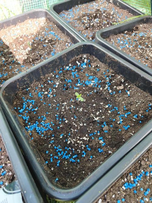 Fast buds outdoor competition 2026 🌱. Week 2